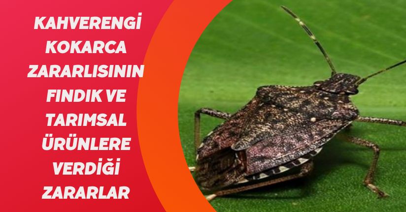 Kahverengi kokarca zararlısının fındık ve tarımsal ürünlere verdiği zararlar