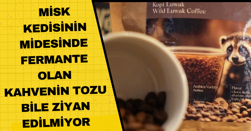  Misk kedisinin midesinde fermante olan  kahvenin tozu bile ziyan edilmiyor