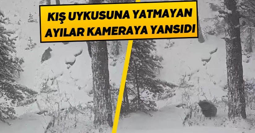 Kış uykusuna yatmayan ayılar kameraya yansıdı