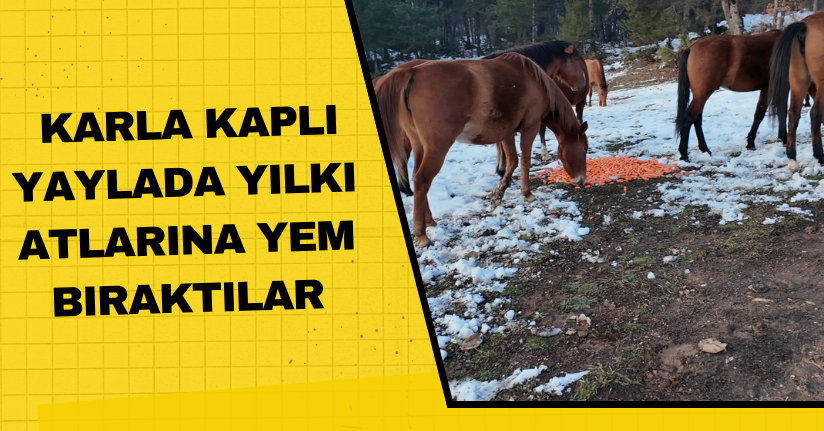 Karla kaplı yaylada yılkı atlarına yem bıraktılar