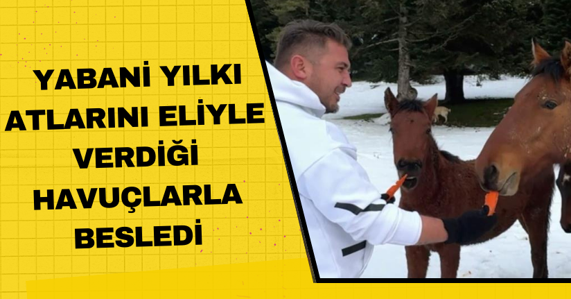 Yabani yılkı atlarını eliyle verdiği havuçlarla besledi