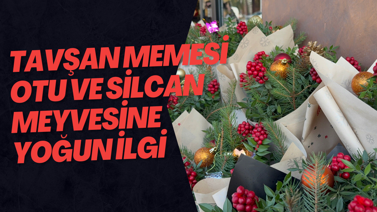 Tavşan Memesi Otu Ve Silcan Meyvesine Yoğun İlgi