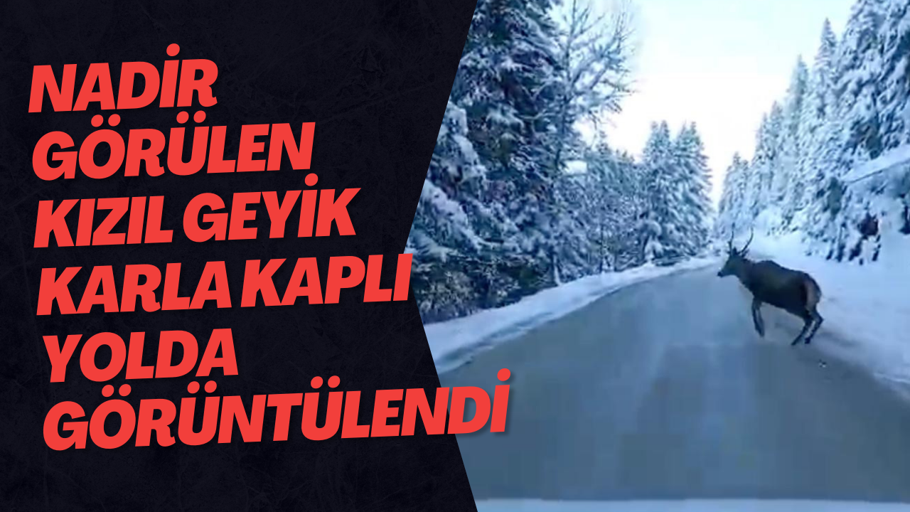 Bolu’da Nadir Görülen Kızıl Geyik Karla Kaplı Yolda Görüntülendi