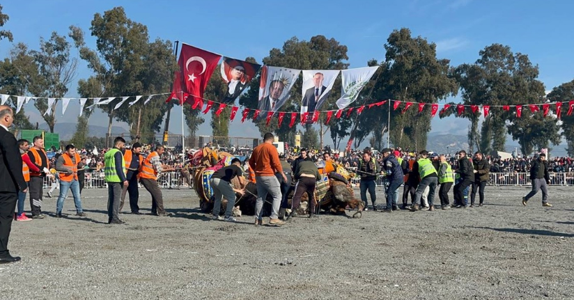 Pehlivan develer yılın ilk güreşinde İncirliova’da kozlarını paylaştı