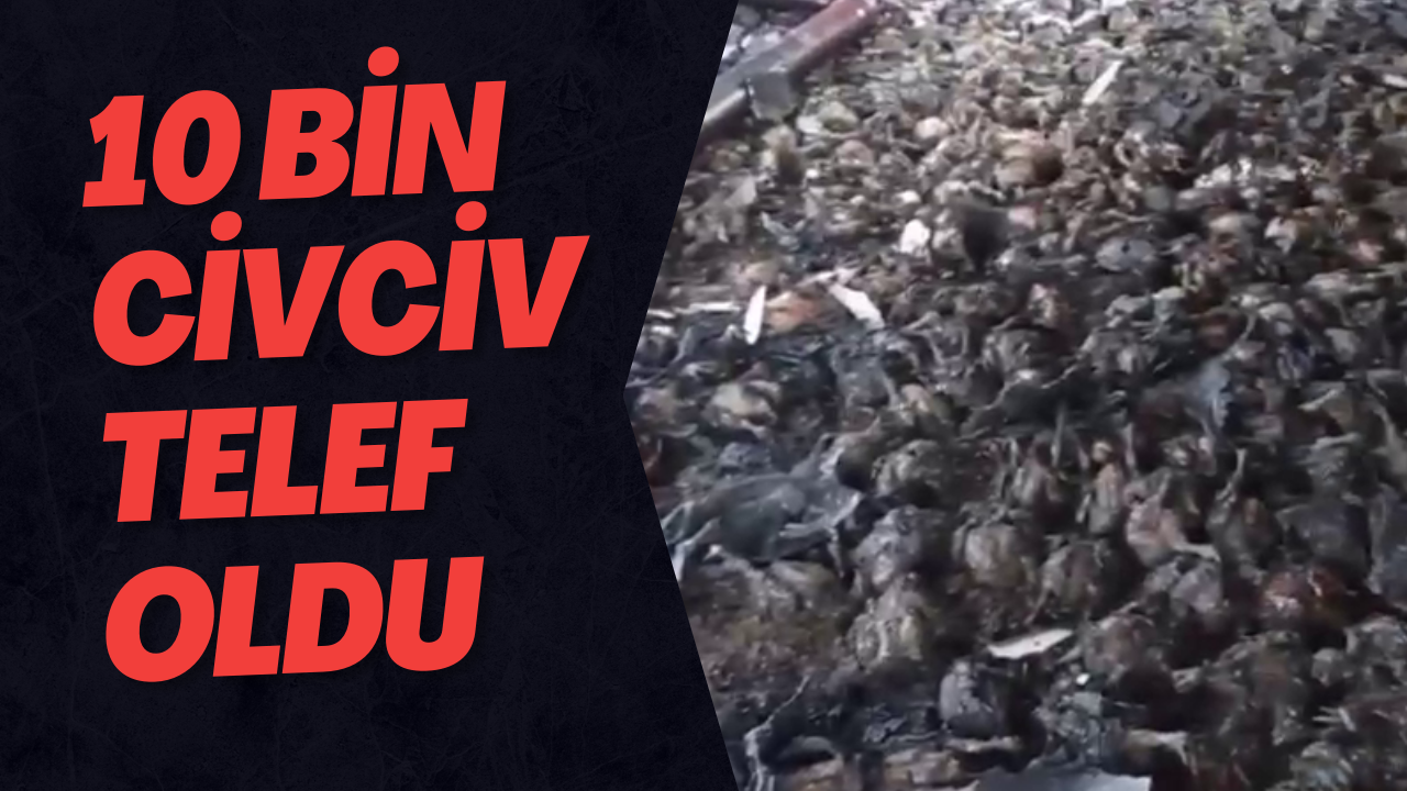 10 Bin Civciv Telef Oldu