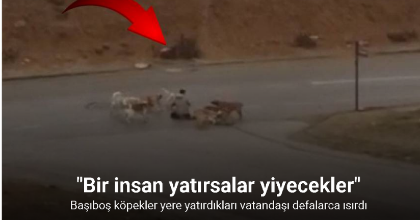 Ankara’da başıboş köpekler yere yatırdıkları vatandaşı defalarca ısırdı