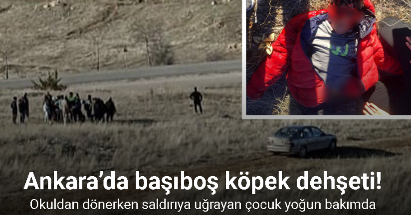 Ankara’da okuldan dönerken başıboş köpeklerin saldırısına uğrayan çocuk yoğun bakımda