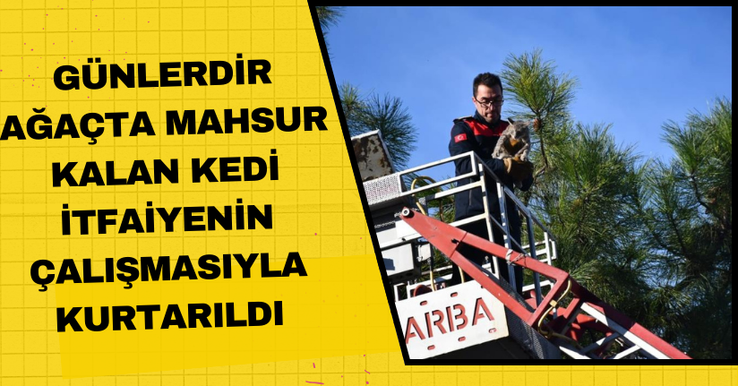  Günlerdir ağaçta mahsur kalan kedi, itfaiyenin çalışmasıyla kurtarıldı