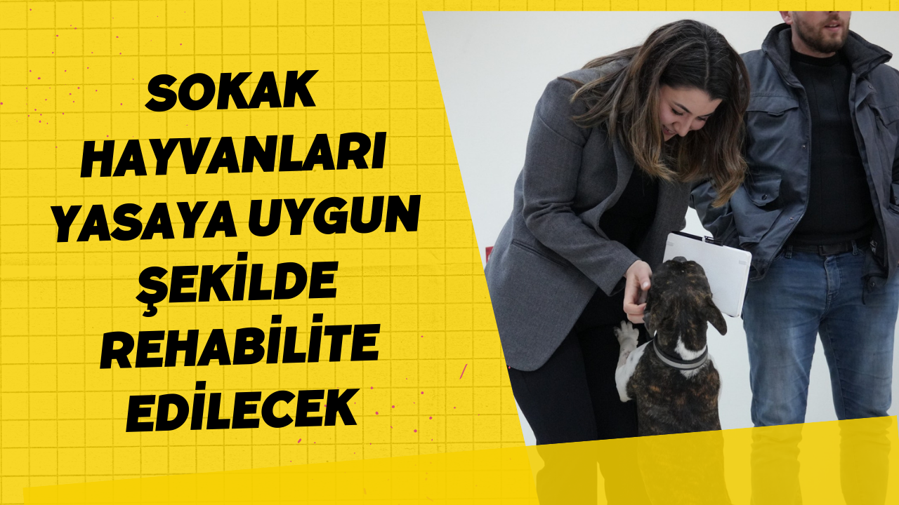 Sokak Hayvanları Yasaya Uygun Şekilde Rehabilite Edilecek