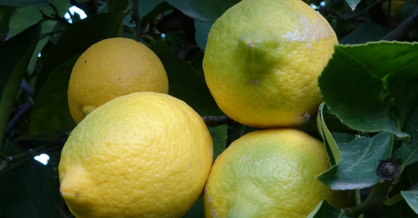 Limonda yoğun hasat dönemi: Fiyatı 6-7 TL’ye kadar düştü