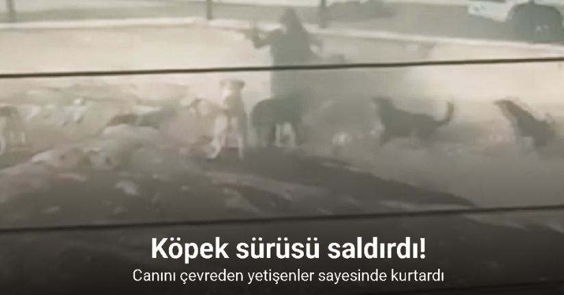 Mamak’ta köpek sürüsünün saldırdığı kadın canını zor kurtardı