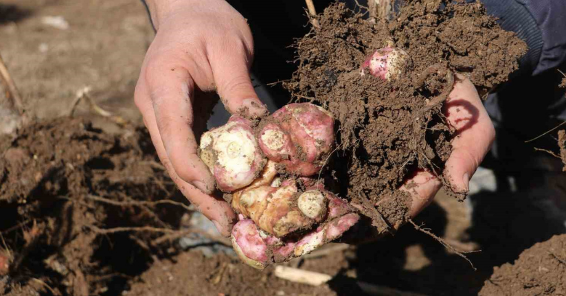 Doğada kendiliğinden yetişen yer elmasını, patates gibi ekip çoğaltmayı başardı