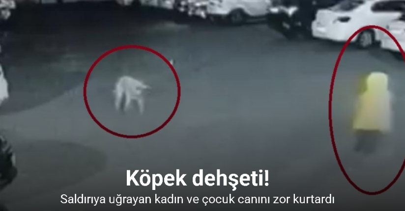 Diyarbakır’da köpek saldırısını uğrayan kadın ve çocuk canını zor kurtardı