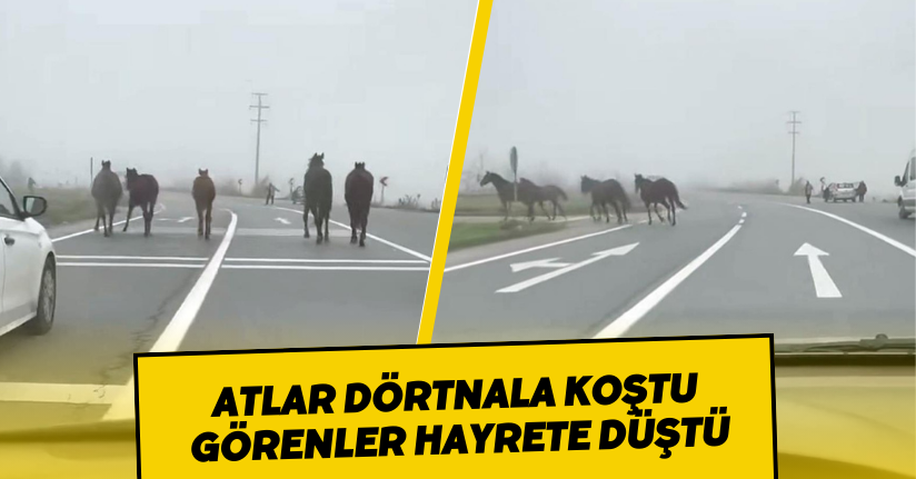 Atlar dörtnala koştu Görenler hayrete düştü