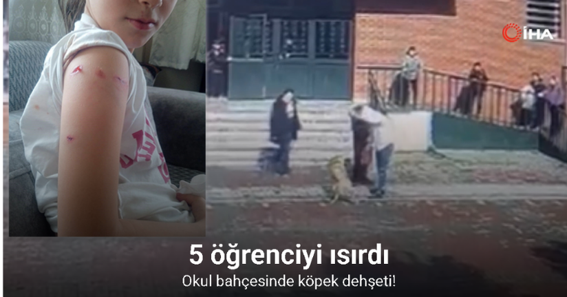 Ümraniye’de okul bahçesinde köpek dehşeti: 5 öğrenciyi ısırdı