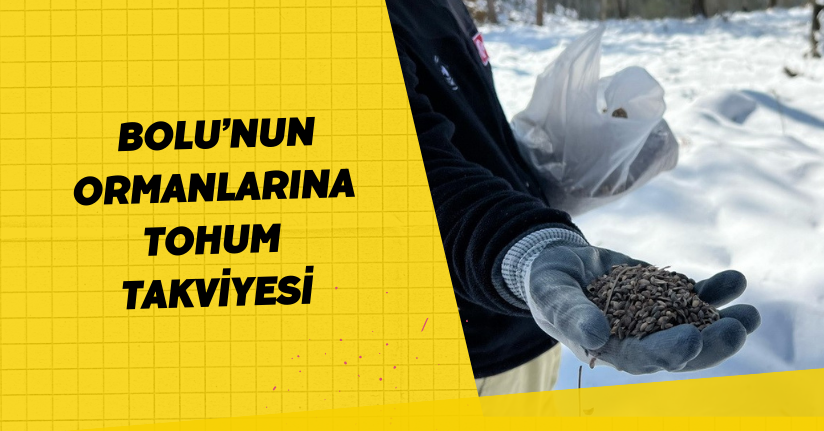 Bolu’nun ormanlarına tohum takviyesi