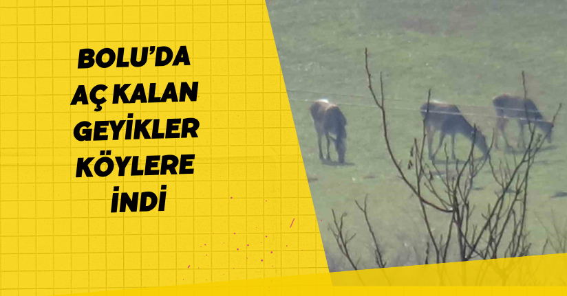 Bolu’da aç kalan geyikler köylere indi