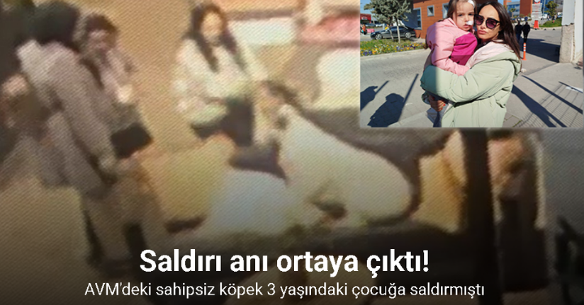 AVM’de sahipsiz köpeğin 3 yaşındaki çocuğa saldırı anı kamerada