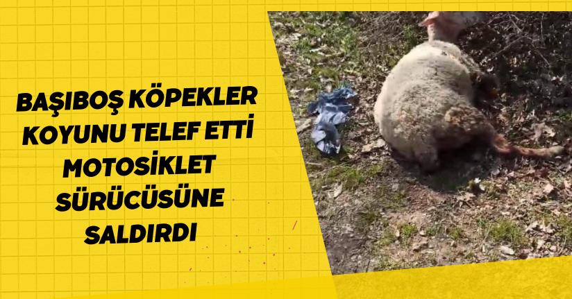  Başıboş köpekler koyunu telef etti, motosiklet sürücüsüne saldırdı