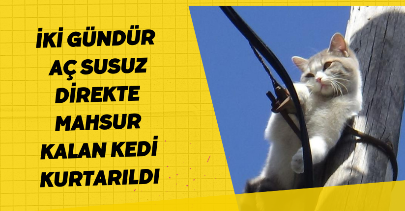  İki gündür aç susuz direkte mahsur kalan kedi kurtarıldı