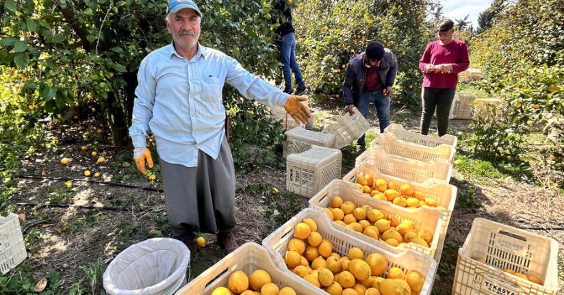 Üreticinin önlemiyle zirai dondan kurtulan limon bahçede 15 TL’den alıcı buluyor