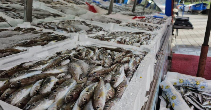 Avladıkları 10 ton balığın gelirini ihtiyaç sahiplerine bağışlayacaklarAvladıkları 10 ton balığın gelirini ihtiyaç sahiplerine bağışlayacaklar