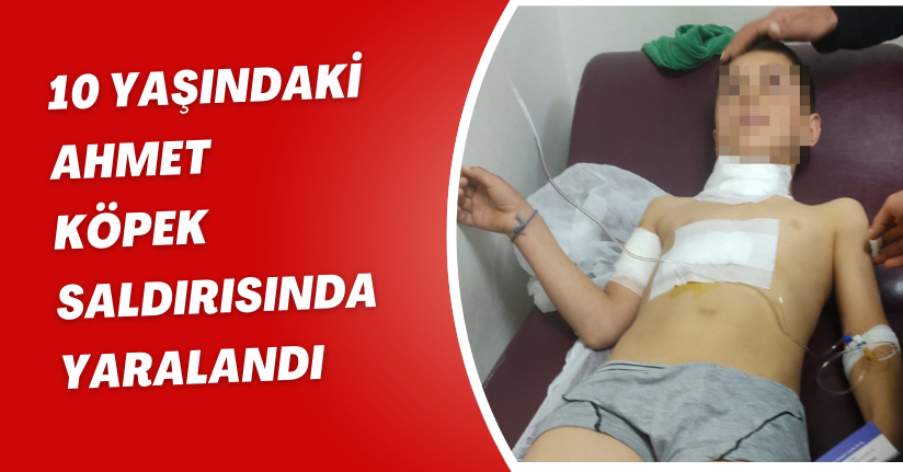 10 yaşındaki Ahmet, köpek saldırısında yaralandı