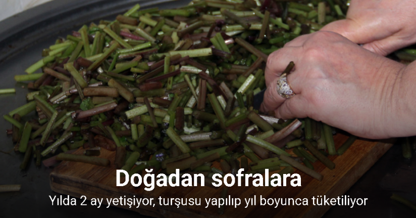 Doğadan sofralara