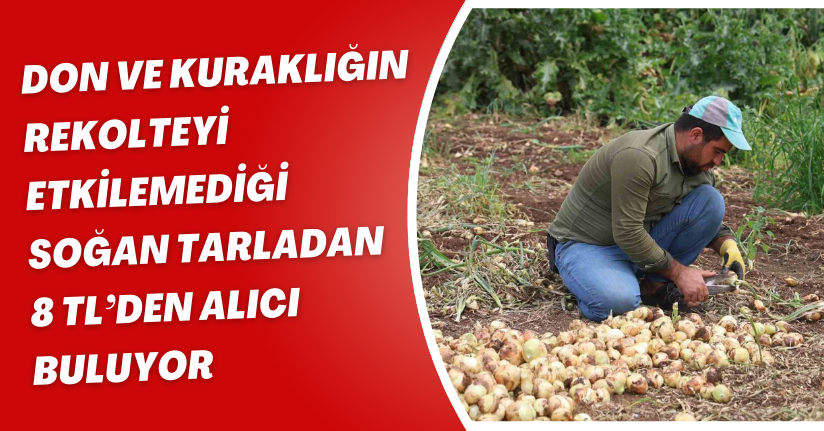 Don ve kuraklığın rekolteyi etkilemediği soğan, tarladan 8 TL’den alıcı buluyor