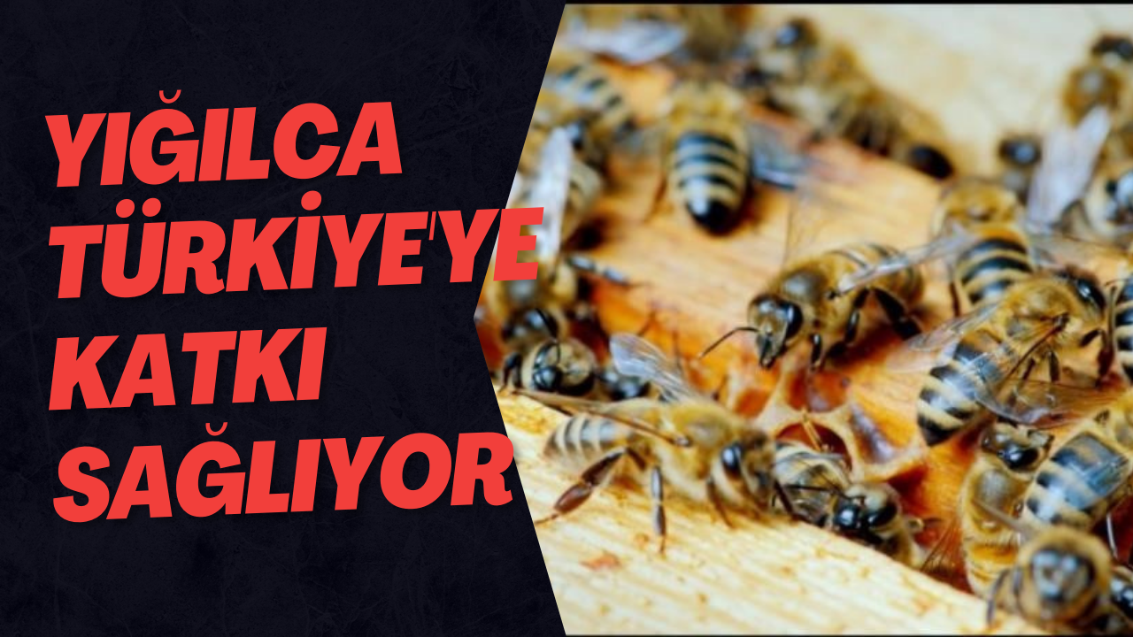 Yığılca Türkiye'ye Katkı Sağlıyor