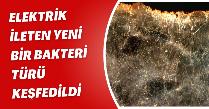 Elektrik ileten yeni bir bakteri türü keşfedildi