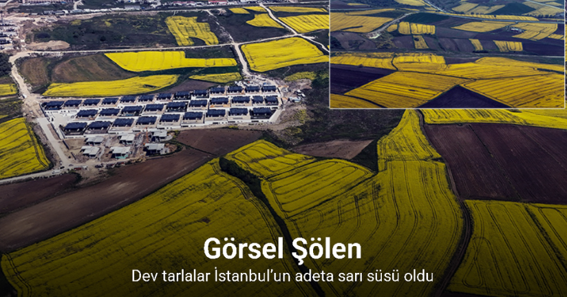 İstanbul kanola tarlaları ile süslendi