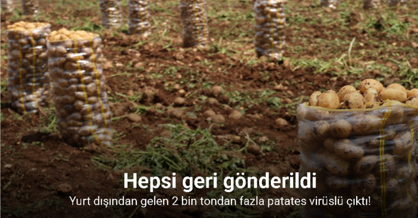 Hepsi geri gönderildi: Yurt dışından gelen 2 bin tondan fazla patates virüslü çıktı
