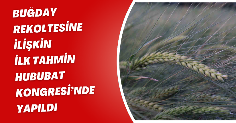 Buğday rekoltesine ilişkin ilk tahmin Hububat Kongresi’nde yapıldı