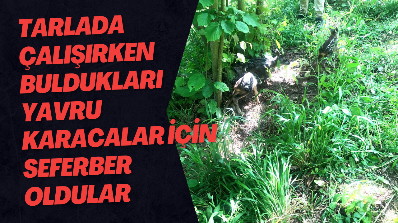 Tarlada Çalışırken Buldukları Yavru Karacalar İçin Seferber Oldular