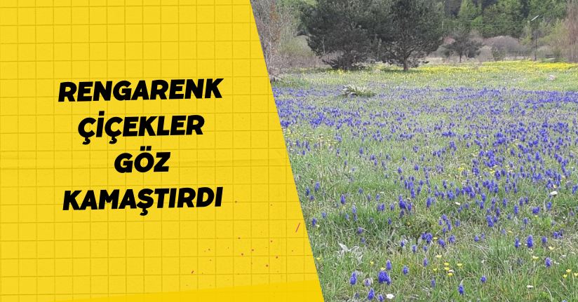 Rengarenk çiçekler göz kamaştırdı
