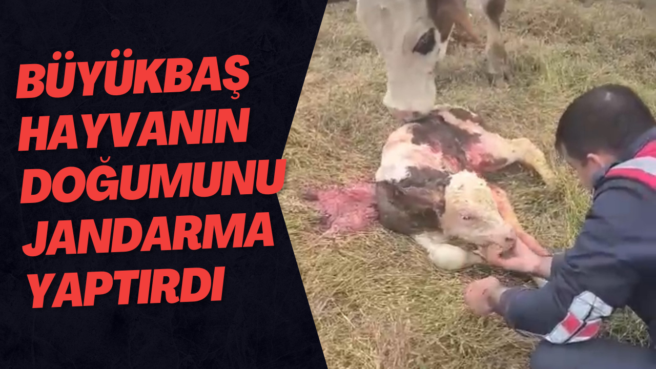 Büyükbaş Hayvanın Doğumunu Jandarma Yaptırdı