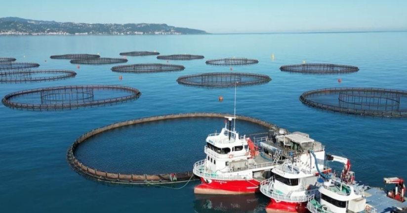 Doğu Karadeniz’de somon hasadı başladı