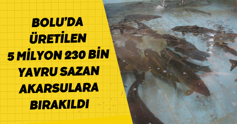 Bolu’da üretilen 5 milyon 230 bin yavru sazan, akarsulara bırakıldı
