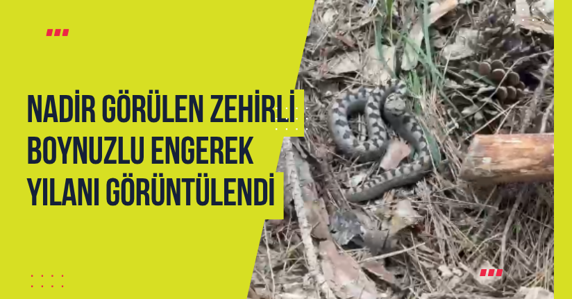 Nadir görülen zehirli boynuzlu engerek yılanı görüntülendi