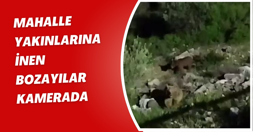 Mahalle yakınlarına inen bozayılar kamerada