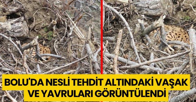 Bolu'da nesli tehdit altındaki vaşak ve yavruları görüntülendi