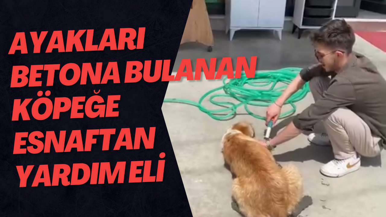 Ayakları Betona Bulanan Köpeğe Esnaftan Yardım Eli