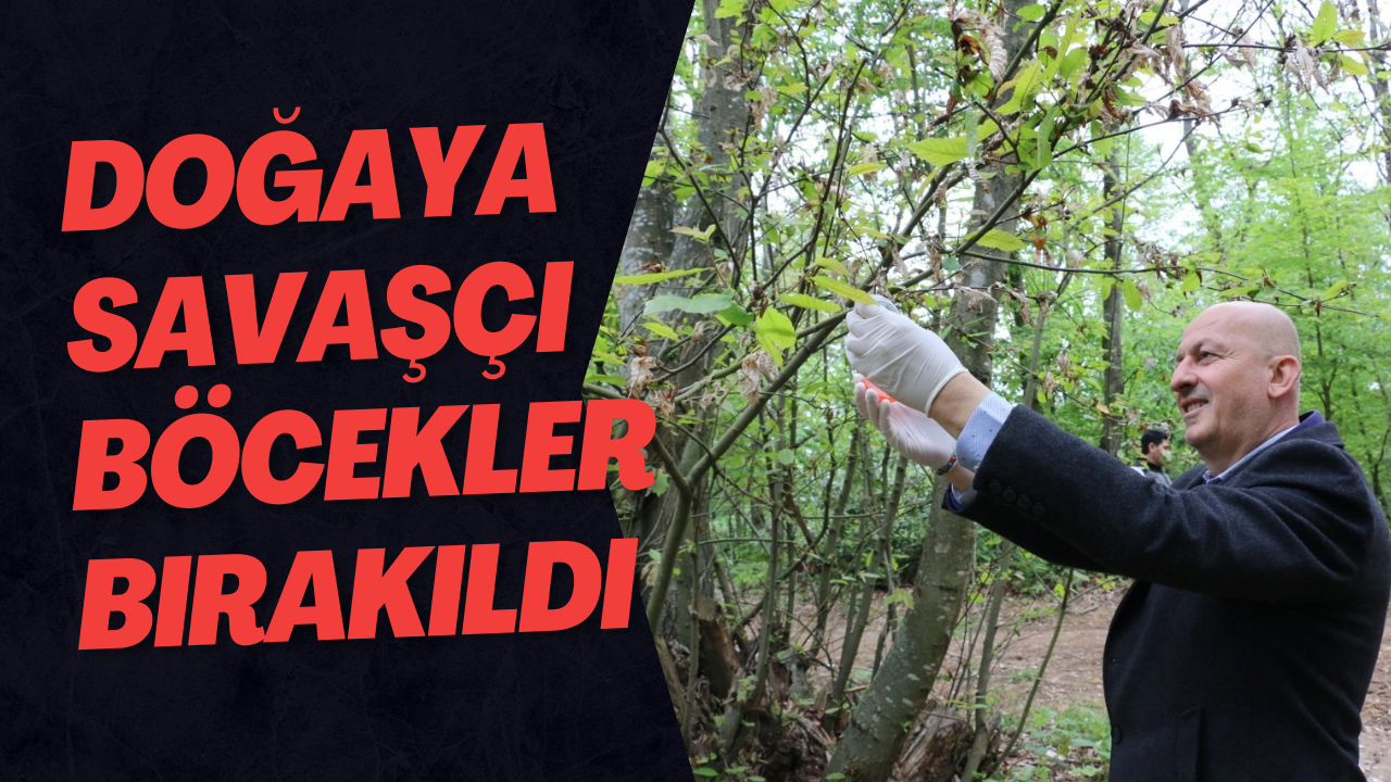Doğaya Savaşçı Böcekler Bırakıldı