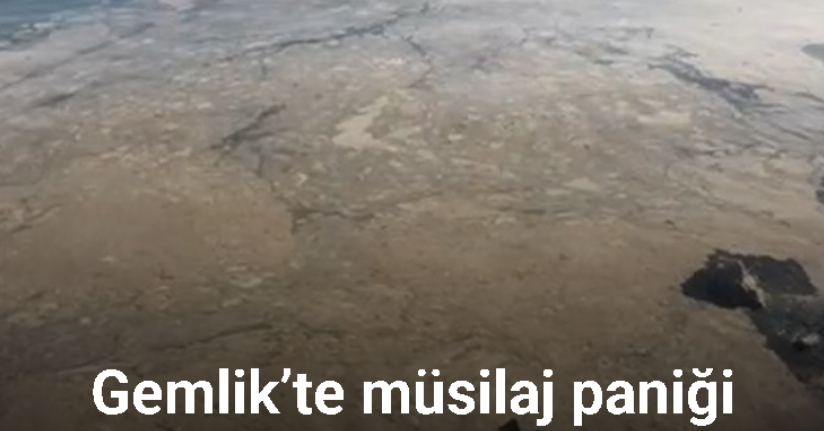 Gemlik’te müsilaj paniği