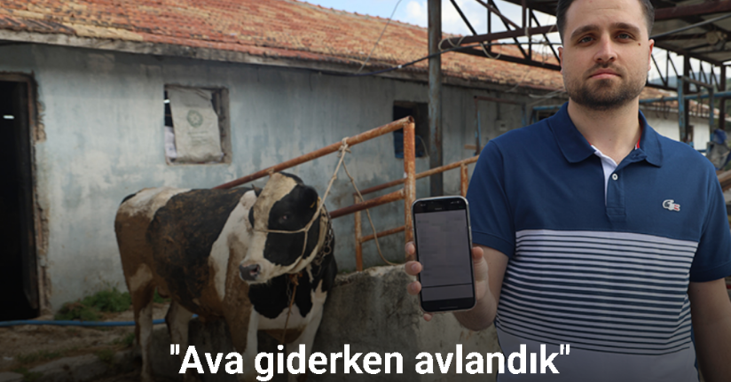 Sosyal medyada gördüğü kurbanlık danaları almak isterken 200 bin TL dolandırıldı