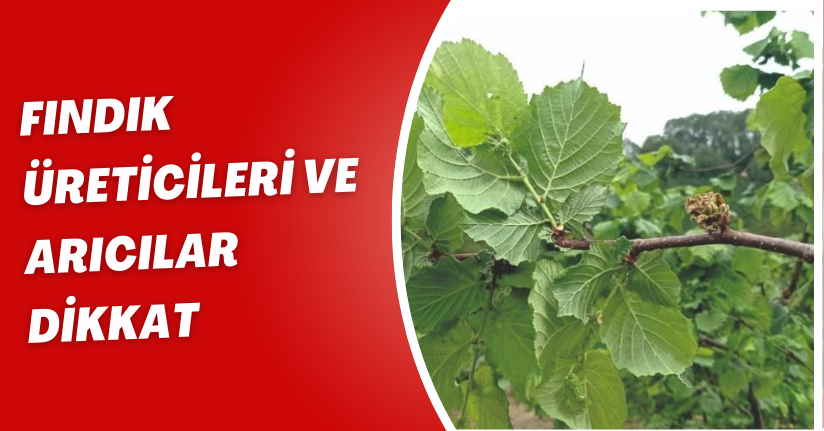 Fındık üreticileri ve arıcılar dikkat