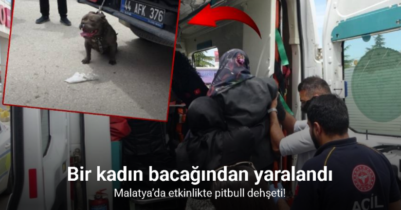 Malatya’da etkinlikte pitbull dehşeti: Bir kadın yaralandı