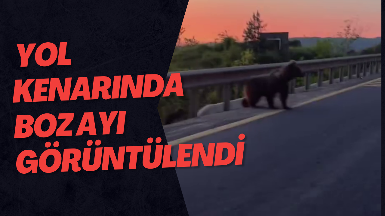 Yol Kenarında Boz Ayı Görüntülendi
