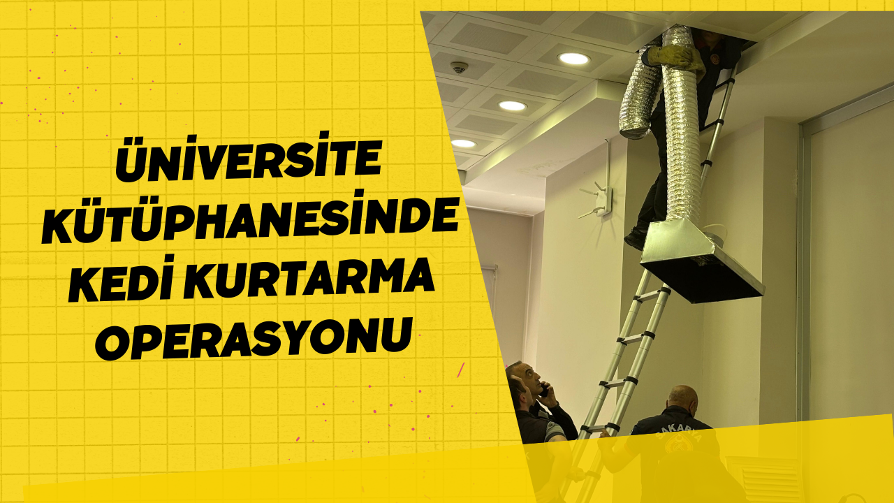 Üniversite Kütüphanesinde Kedi Kurtarma Operasyonu